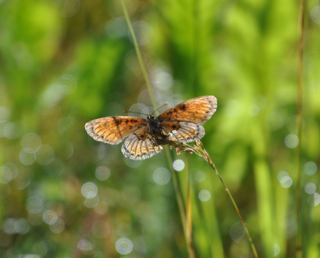 Melitaea celadussa  (Nymphalidae), esemplare 